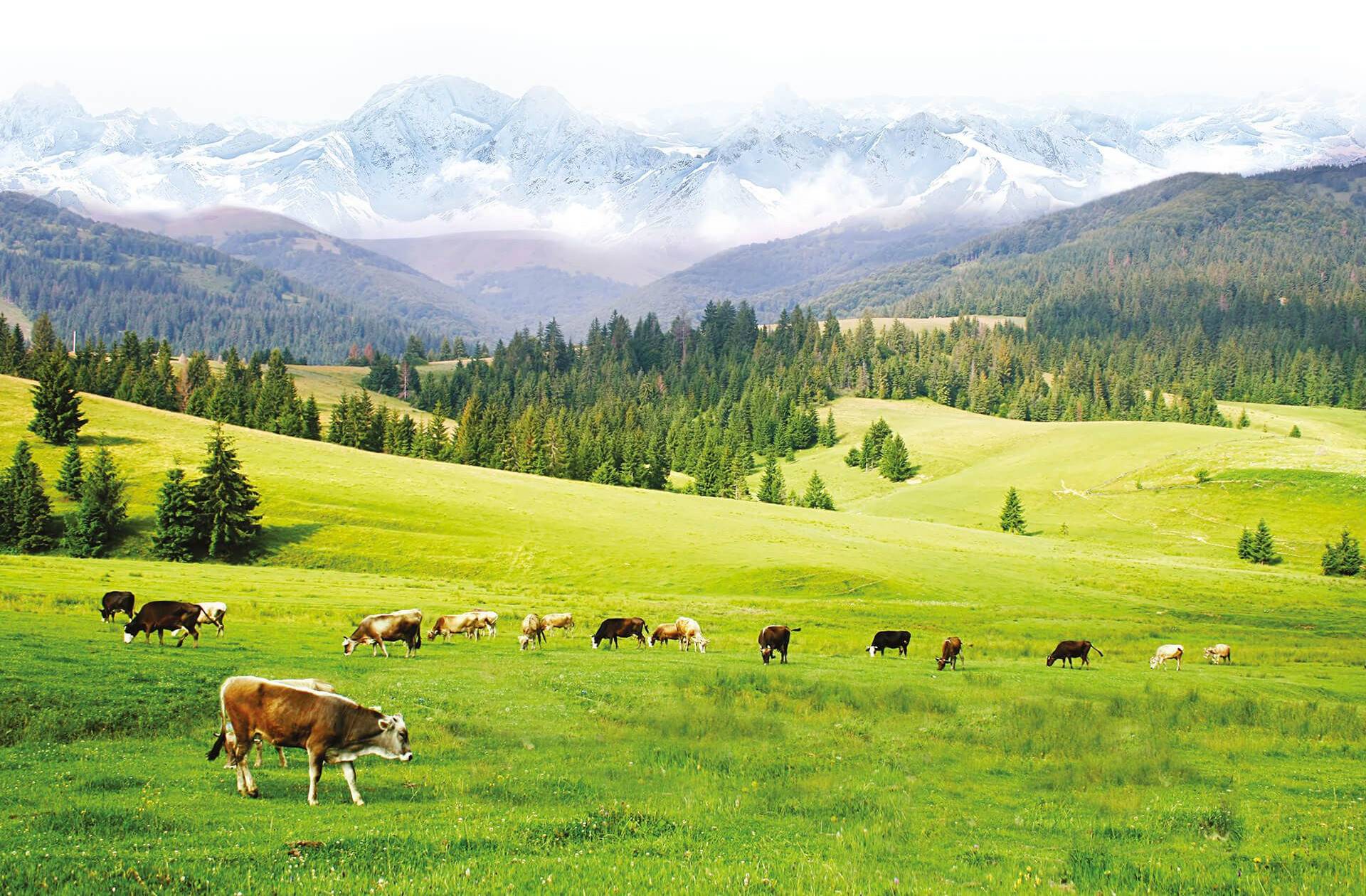 Le mucche della Latteria Valtellina