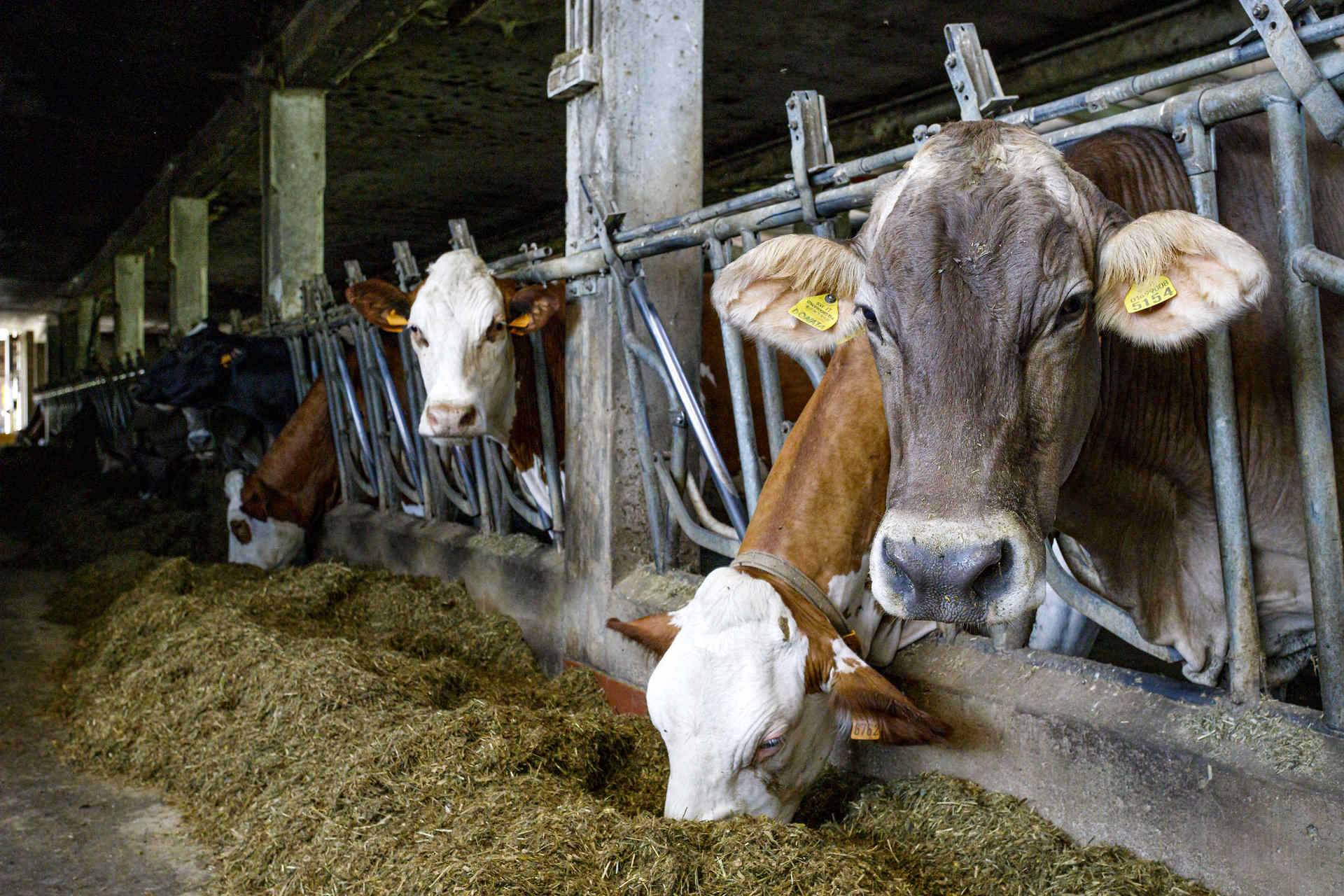 Società agricola F.lli Fallati Osvaldo e Livio