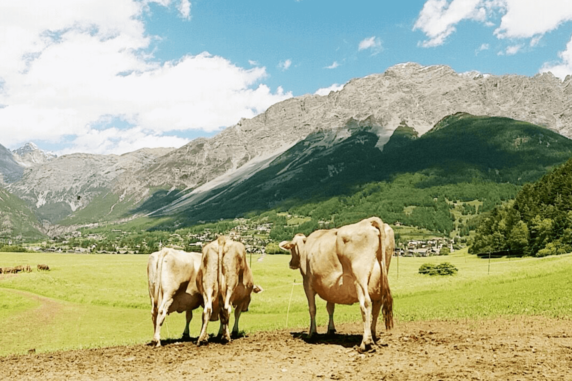 Il benessere animale delle mucche in Valtellina