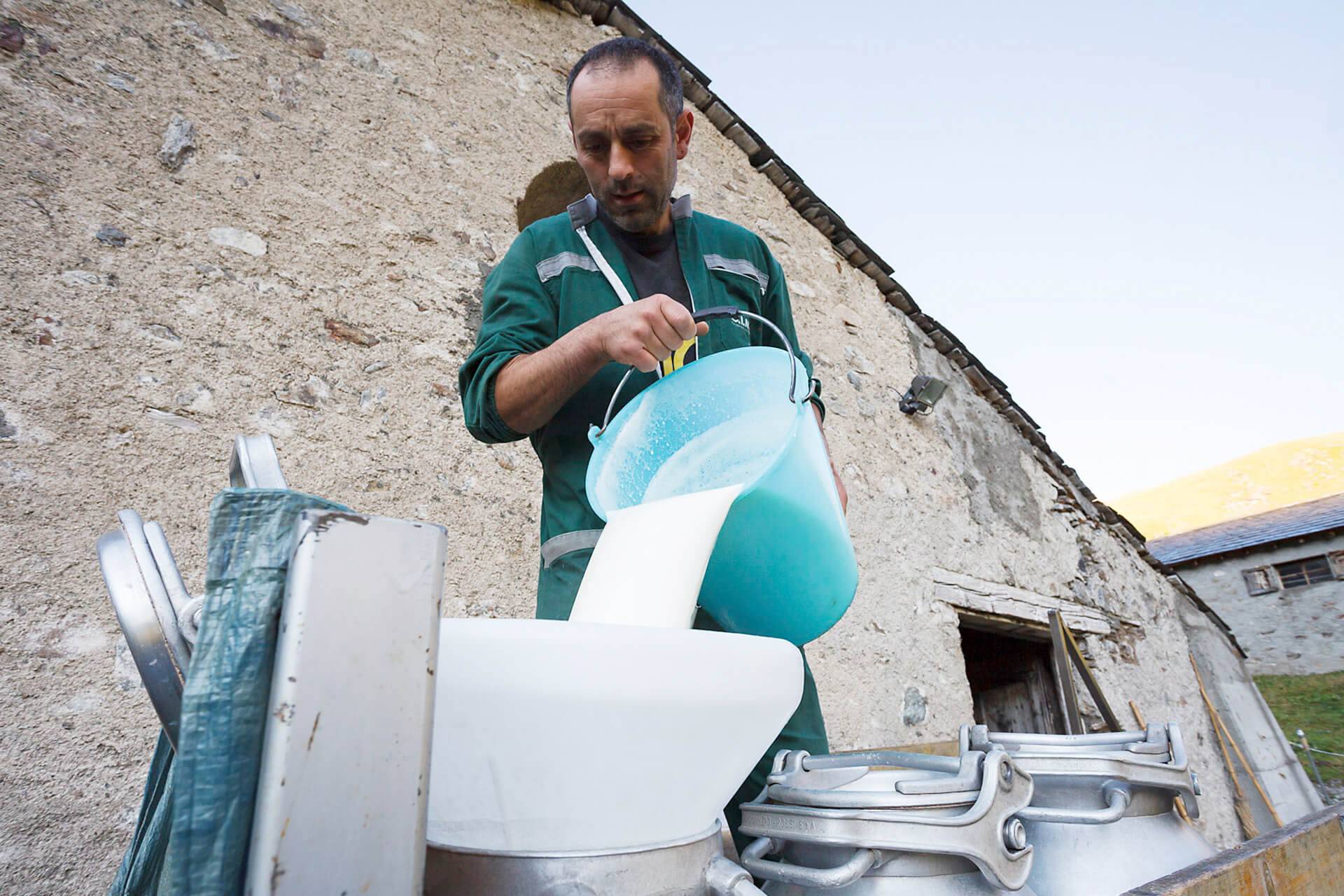 Raccolta del latte di montagna nelle stalle della Latteria Sociale Valtellina