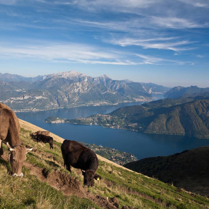 Pascoli in media e alta montagna sulle Alpi
