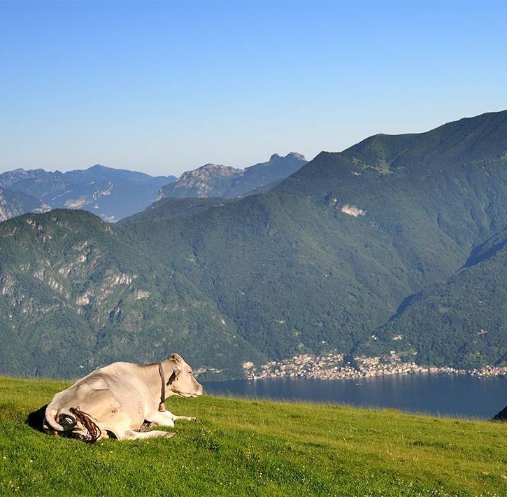 Allevamenti sull'Alto Lario